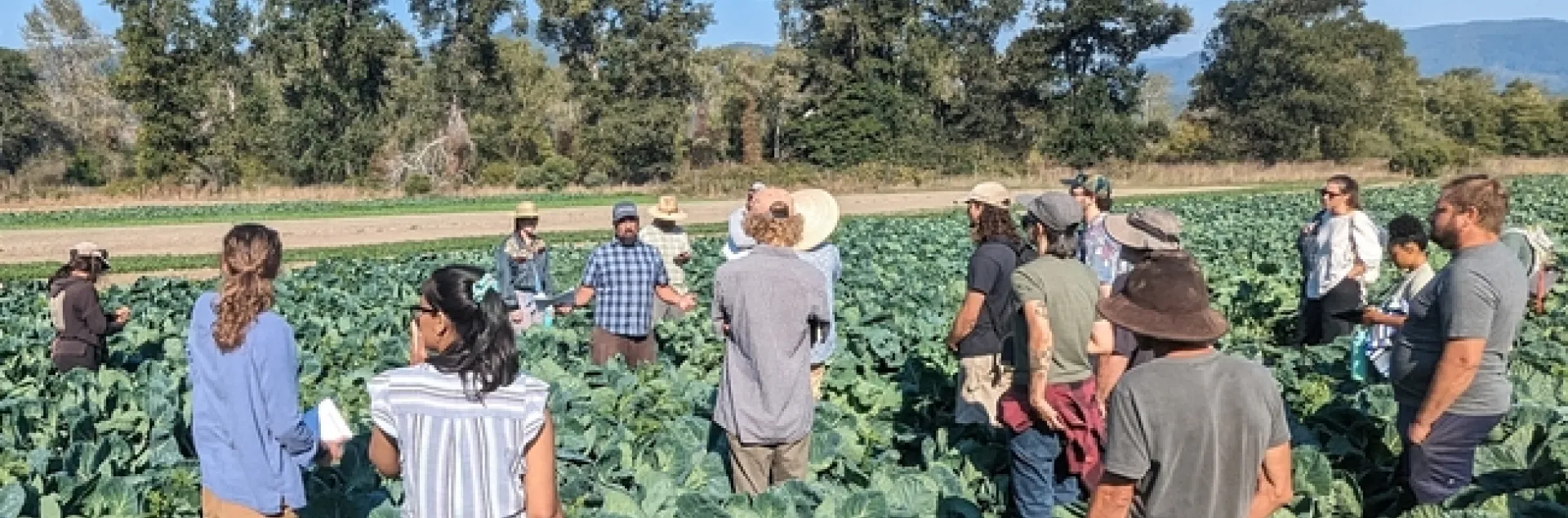 UCCE Specialty Crops and Horticulture Advisor Eddie Tanner stands in a field, talking to a group about findings from an organic cauliflower varietal trial