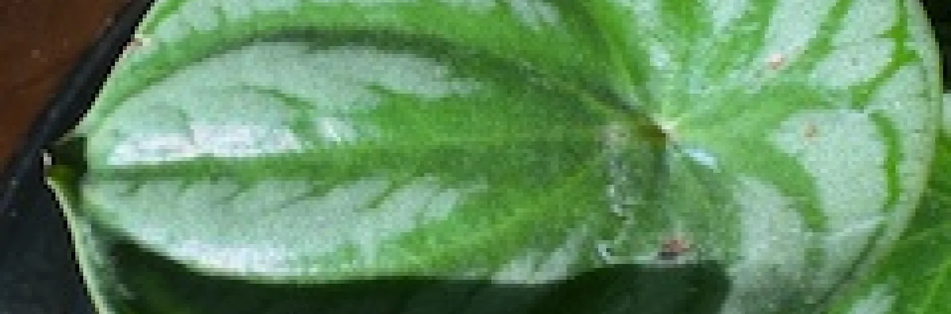 photos by Jennifer DeDora