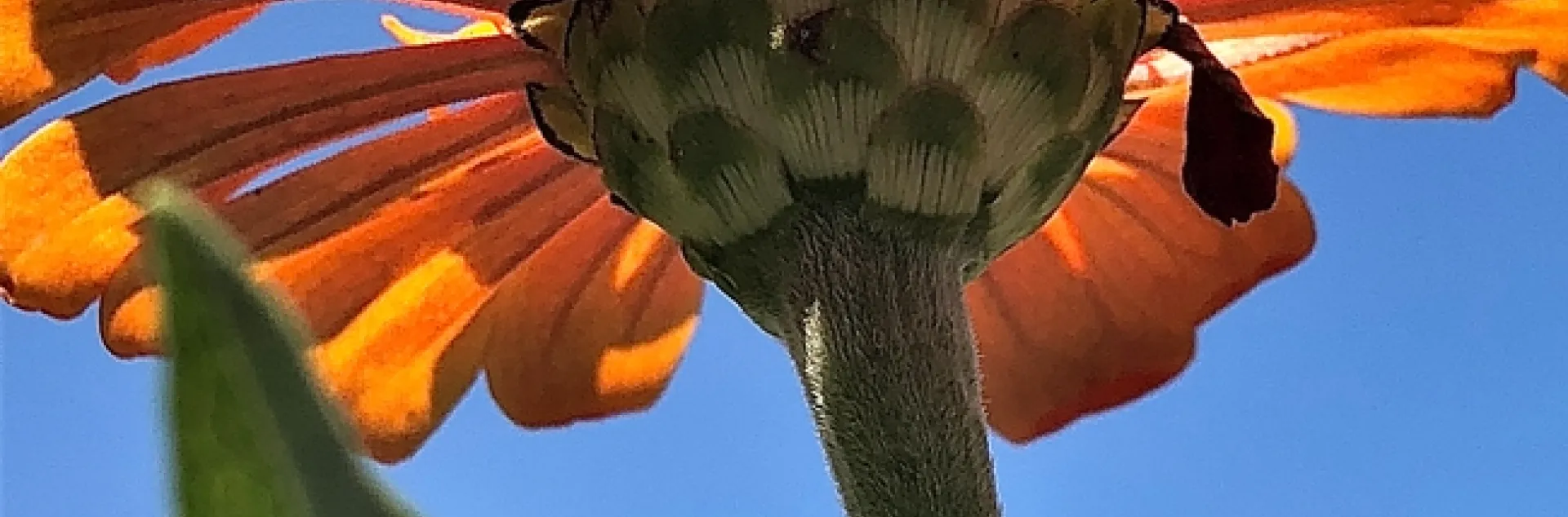 CLose-up of orange zinnia flower underside, looking up towards the sky