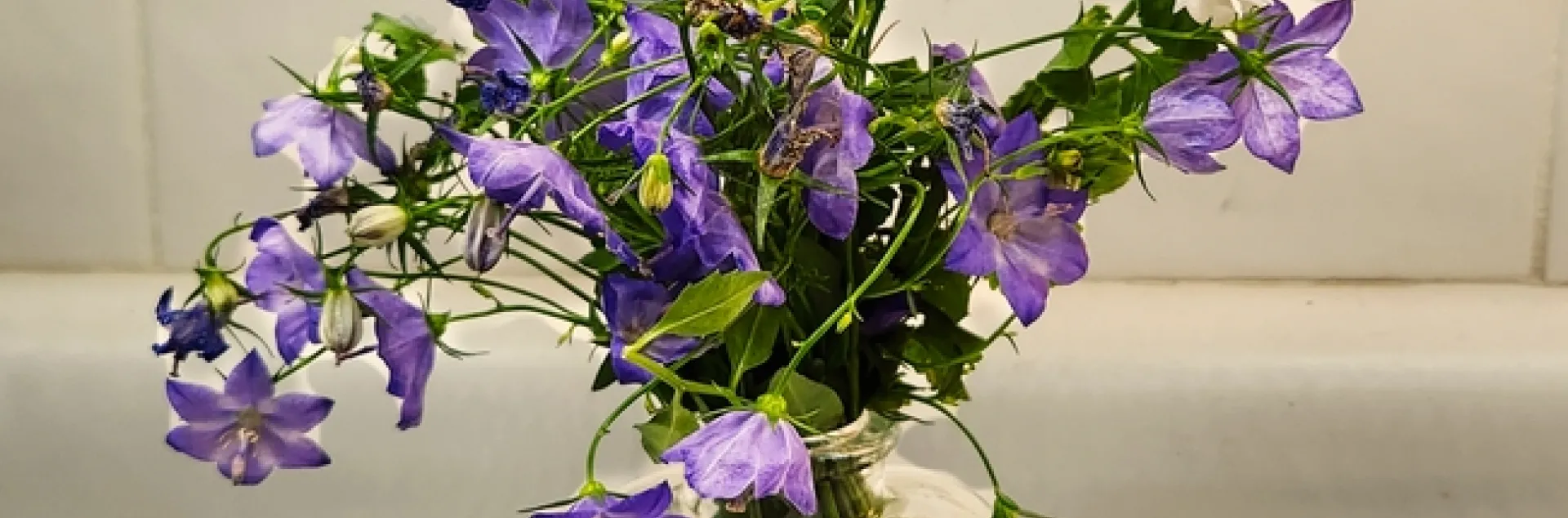 Bellflower Bouquet - Al Alvarado