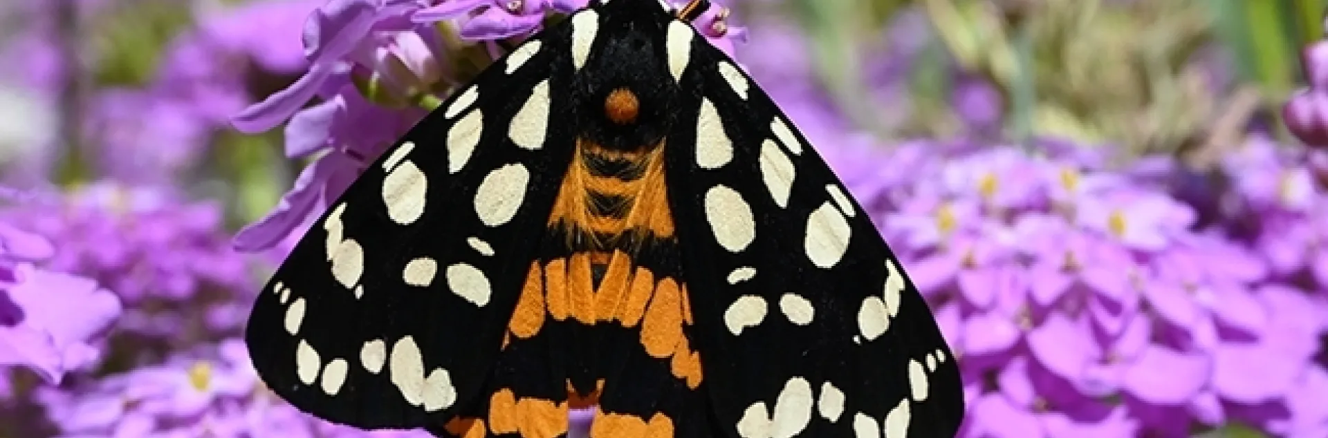 This colorful moth is Arctia virginalis, Ranchman's tiger moth, a diurnal or day-flying moth commonly known as the Ranchman's tiger moth. In its larval stage, it's a wooly bear caterpillar, commonly found at the Bodega Marine Reserve and on the trails of Bodega Head, Sonoma County. (Photo by Kathy Keatley Garvey)
