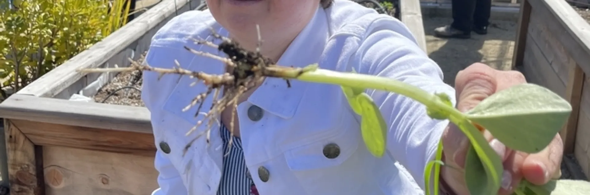 Uno de los participantes del programa MORE sostiene una raíz de haba para mostrar sus nódulos de nitrógeno, durante su visita al huerto del campus. Fotografía por Tracy Celio
