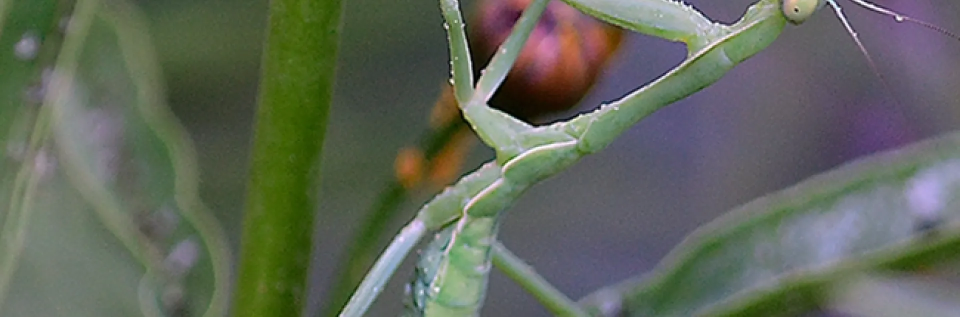 A female praying mantis, Stagmomantis limbata, moves up a narrow-leafed milkweed in a search for prey. (Photo by Kathy Keatley Garvey)
