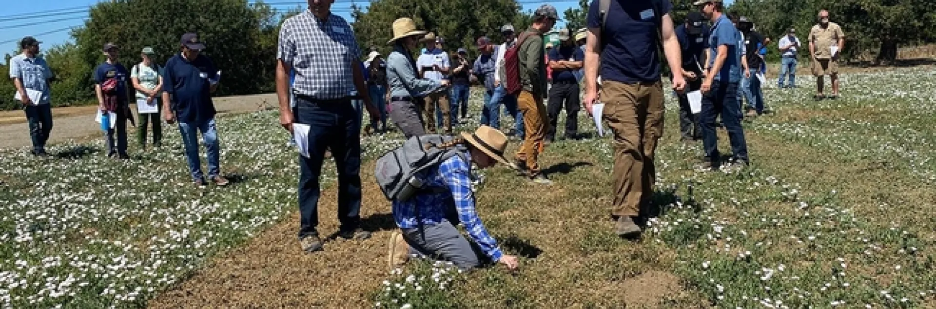 Dozens of people look at morningglory test plot.