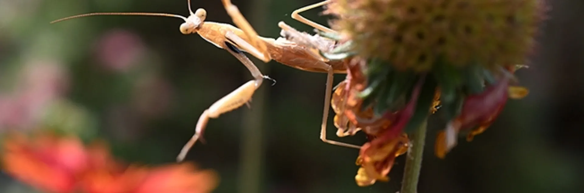 The male Mantis religiosa, investigates his surroundings. (Photo by Kathy Keatley Garvey)