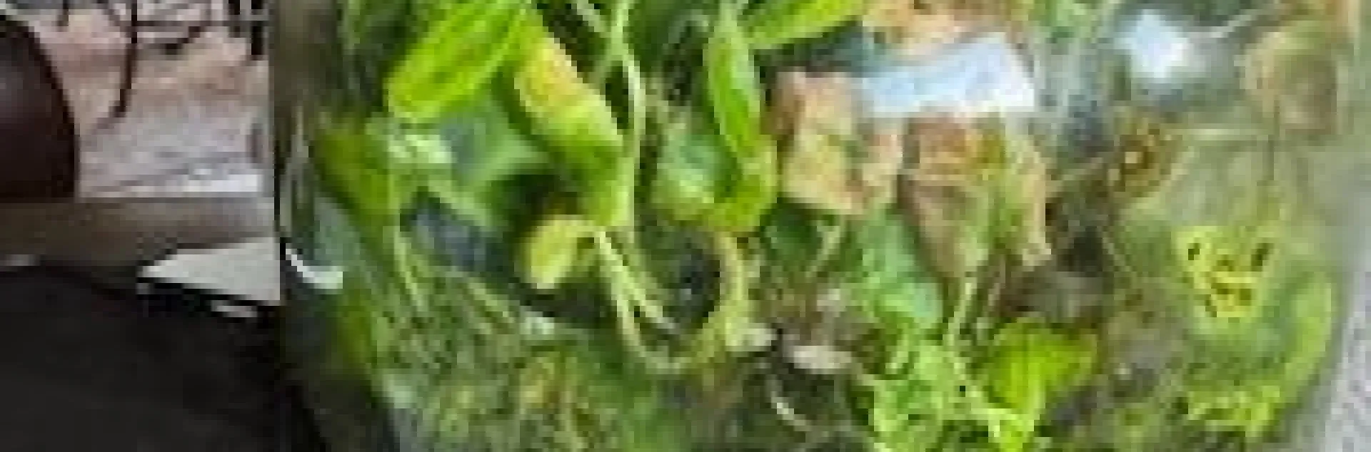 photos by Jennifer DeDora