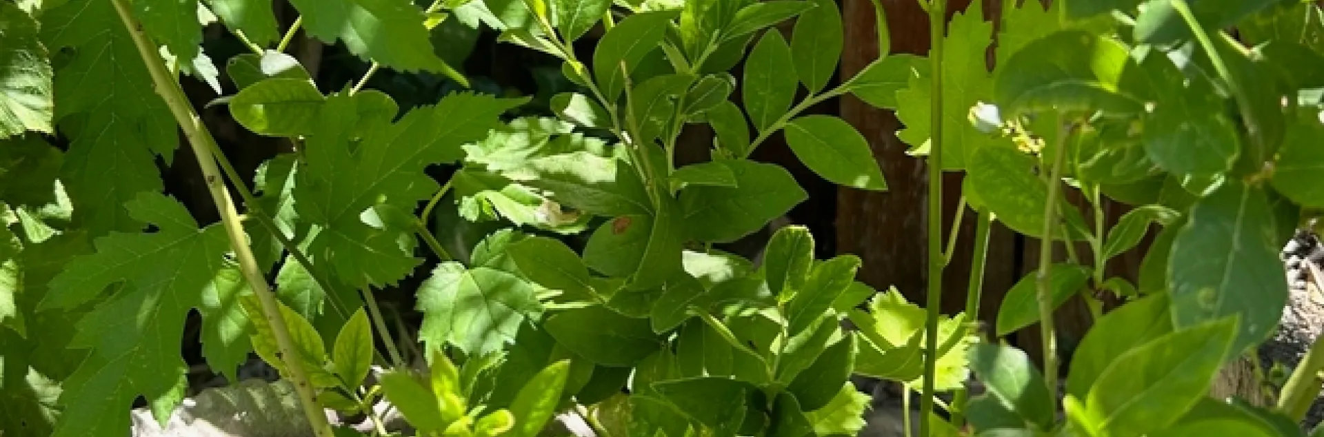 TopHat and visitor. photo by Karen Metz