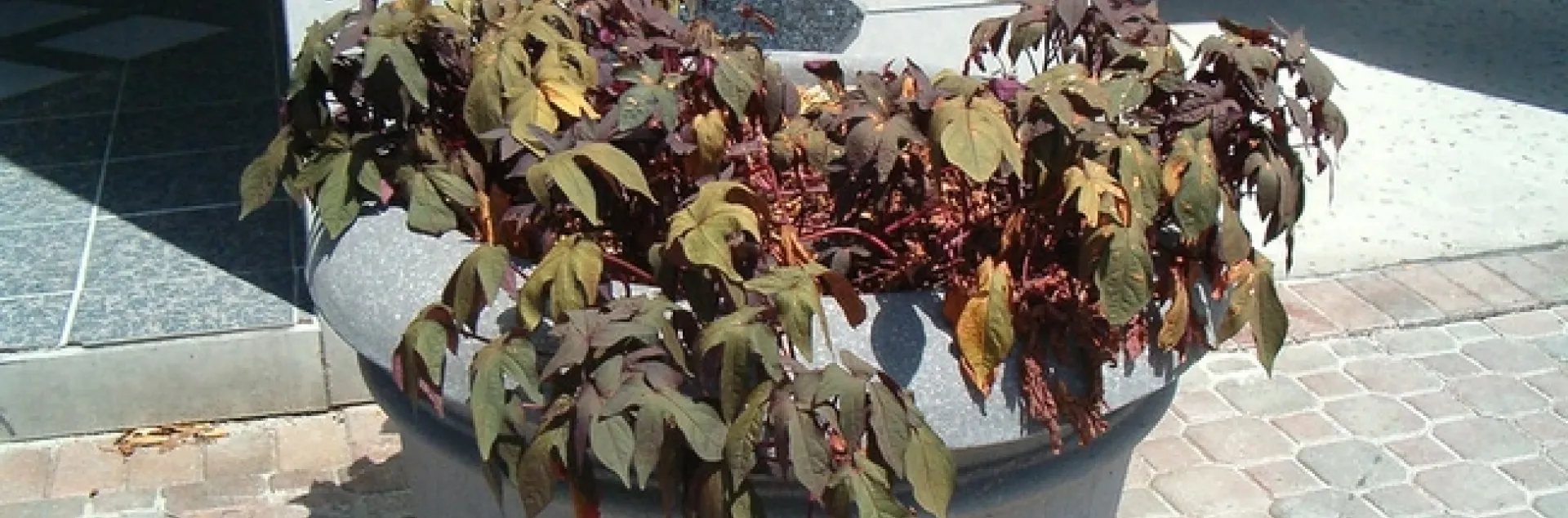 Tis been a cruel summer indeed... by unprose is licensed under CC BY-NC-ND 2.0.