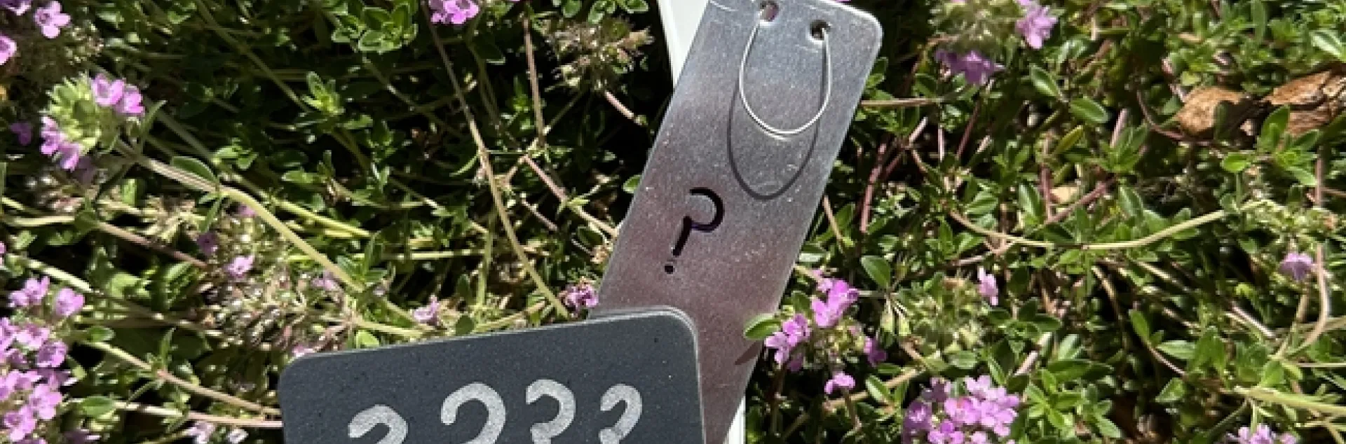 various plant labels, plastic, metal all with question marks on them with a backdrop of a creeping verbena that is purple