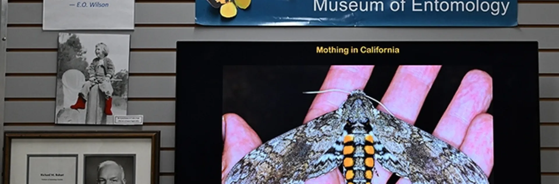 Moth-er scientist Volkmar Heinrich, UC Davis associate professor of biomedical engineering, displayed his images of moths. This is the adult form of the tobacco worm, Carolina sphinx, Manduca sexta.