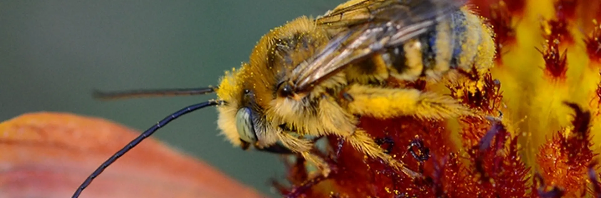 Svastra obliqua, "the sunflower bee," foraging on a blanketflower, Gaillardia. (Photo by Kathy Keatley Garvey)