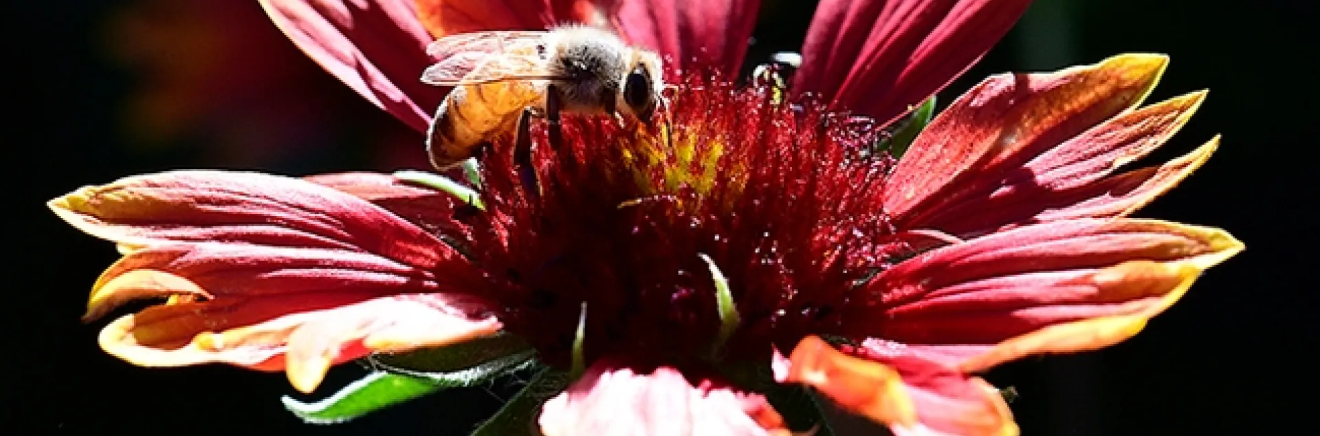 A honey bee foraging on Gaillardia during The Golden Hour in a Vacaville garden. (Photo by Kathy Keatley Garvey)
