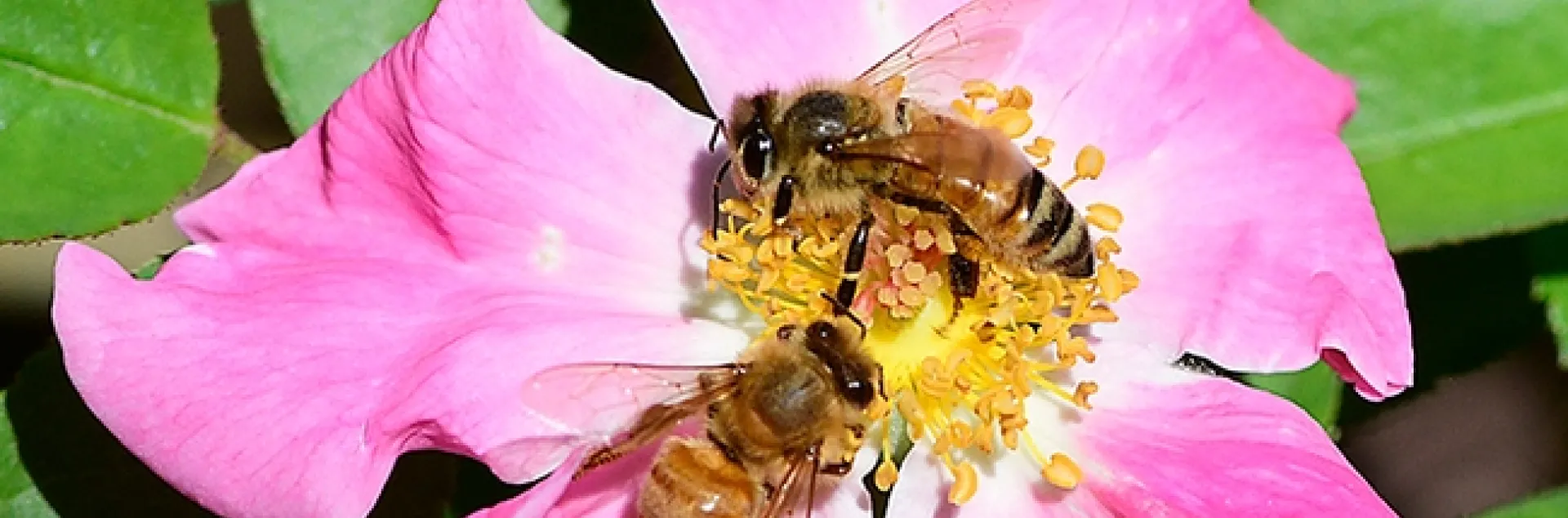 A pink floribunda rose cultivar, "Nearly Wild," draws honey bees and native bees in the UC Davis Bee Haven. (Photo by Kathy Keatley Garvey)