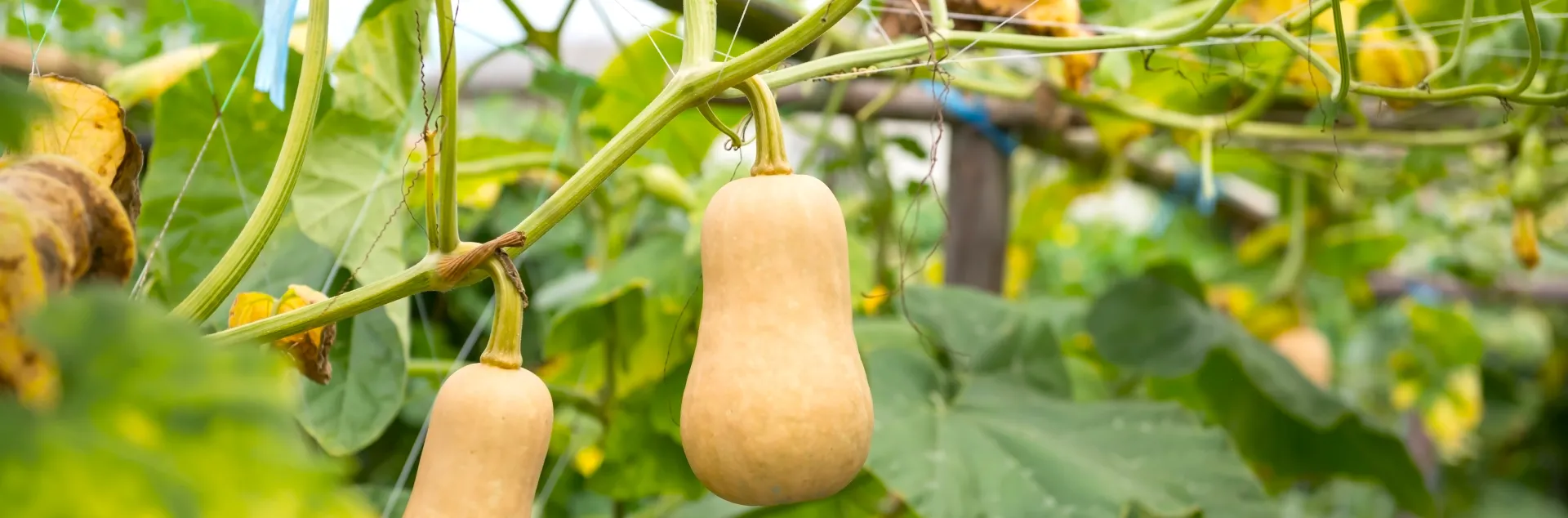 Butternut squash are excellent winter produce. Photo courtesy Shutterstock