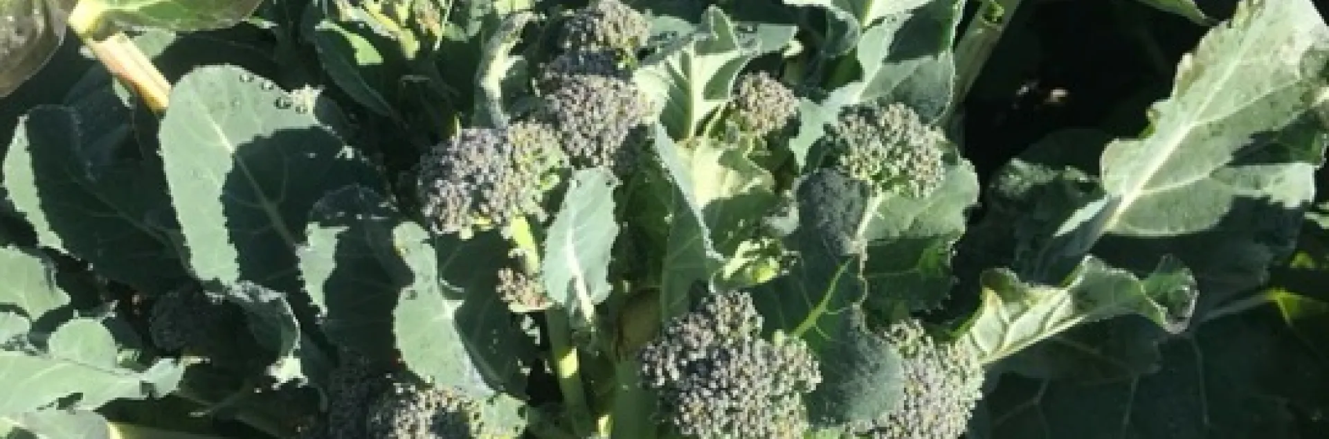 Plant something else - broccoli. Photo courtesy of Greg Letts.