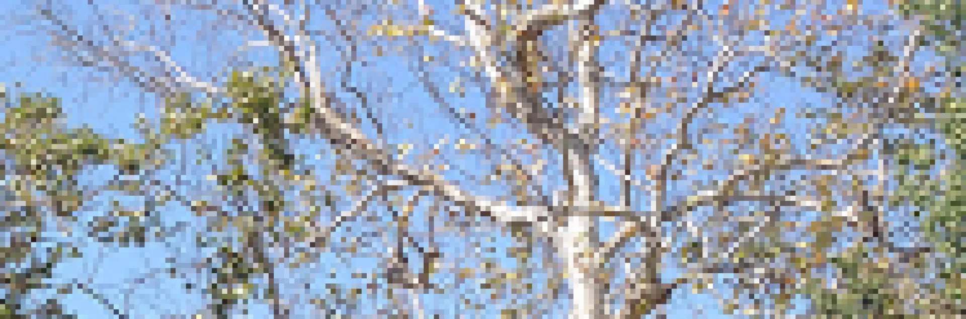 Figure 1. Young branches dying. Photo courtesy of UCANR.