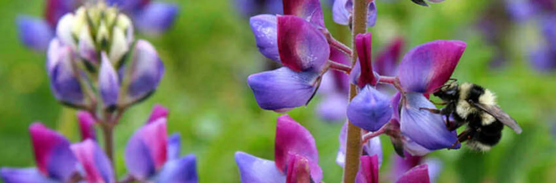 Arroyo or Succulent Lupine (Lupinus succulentus). Photo courtesy of Annie’s Annuals & Perennials.