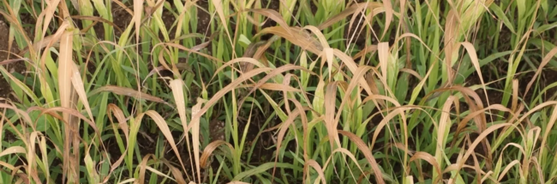 Sudangrass is set back during periods of cold temperatures which limits biomass