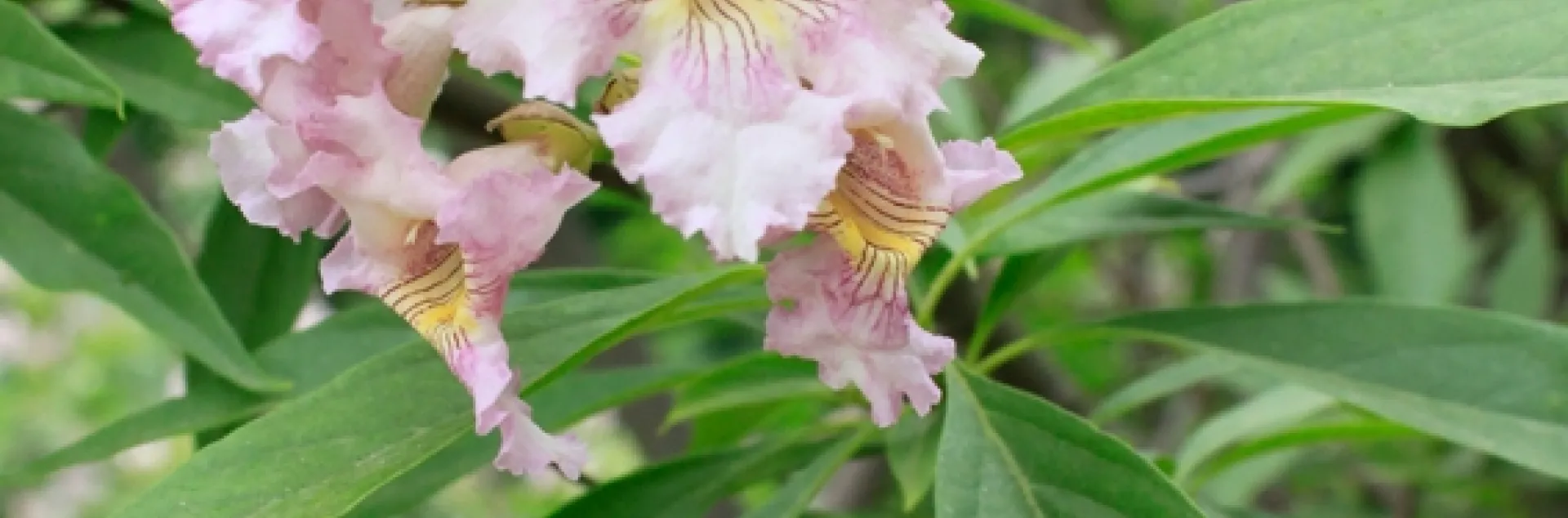 Pink blooms of chitalpa trees.