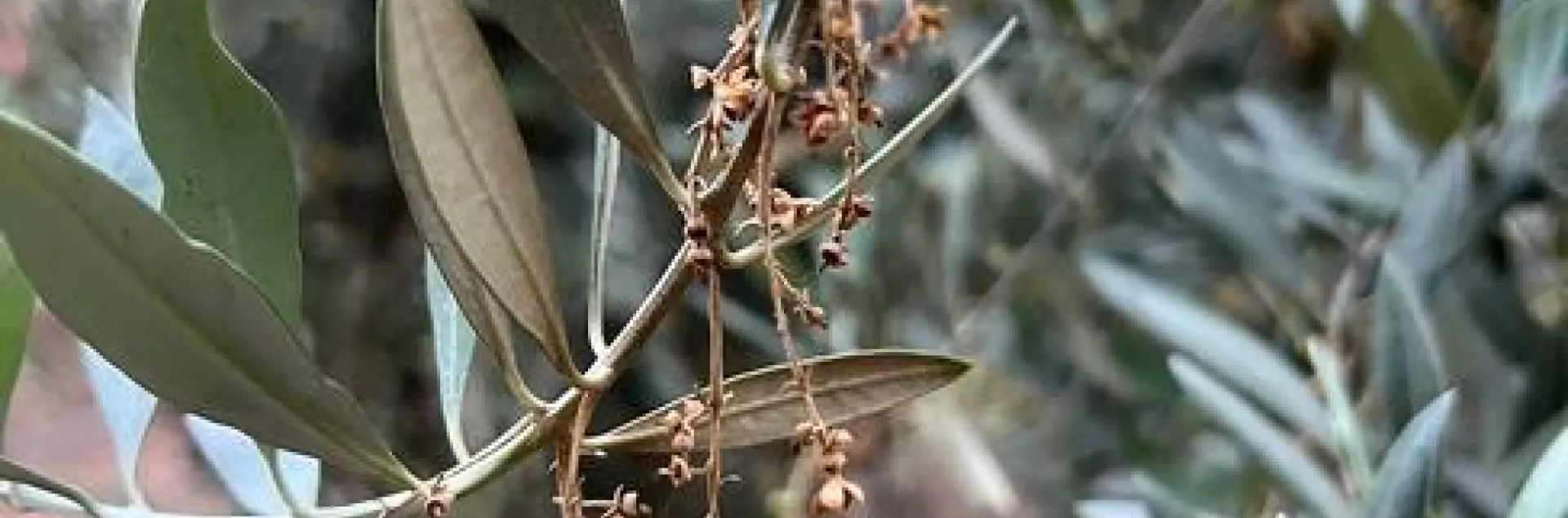 Figure 1. Application of NAA at full bloom to one side of the tree eliminates fruit set on the treated surface allowing for fruit development on the untreated side of the canopy.