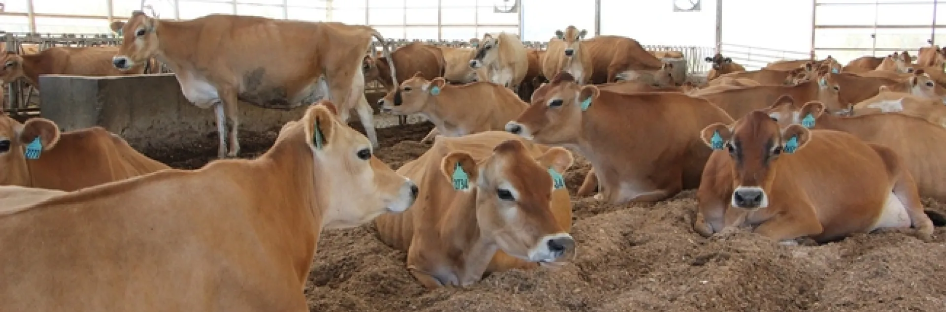 dairy-compost.kozak-pack-e1446046056498