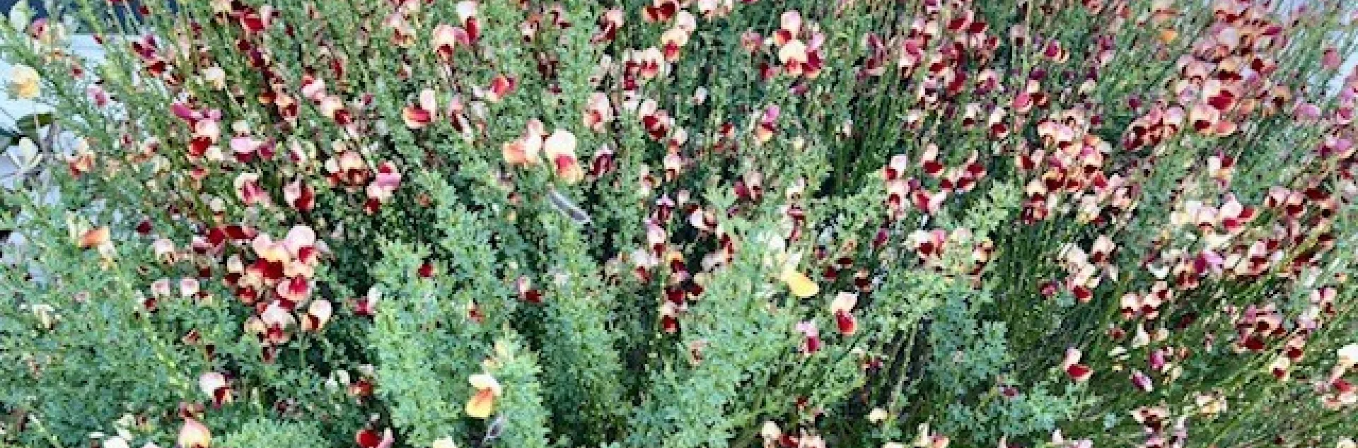 Our bush above was approximately 6 feet wide by 3.5 feet tall. photo by Cindy Yee