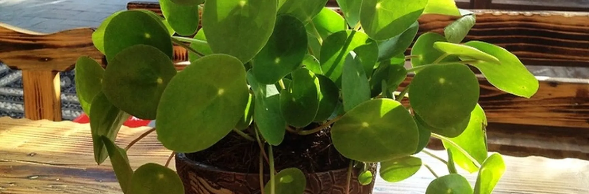 ????Pilea peperomioides) by Neyer is licensed under CC BY-NC-SA 2.0.