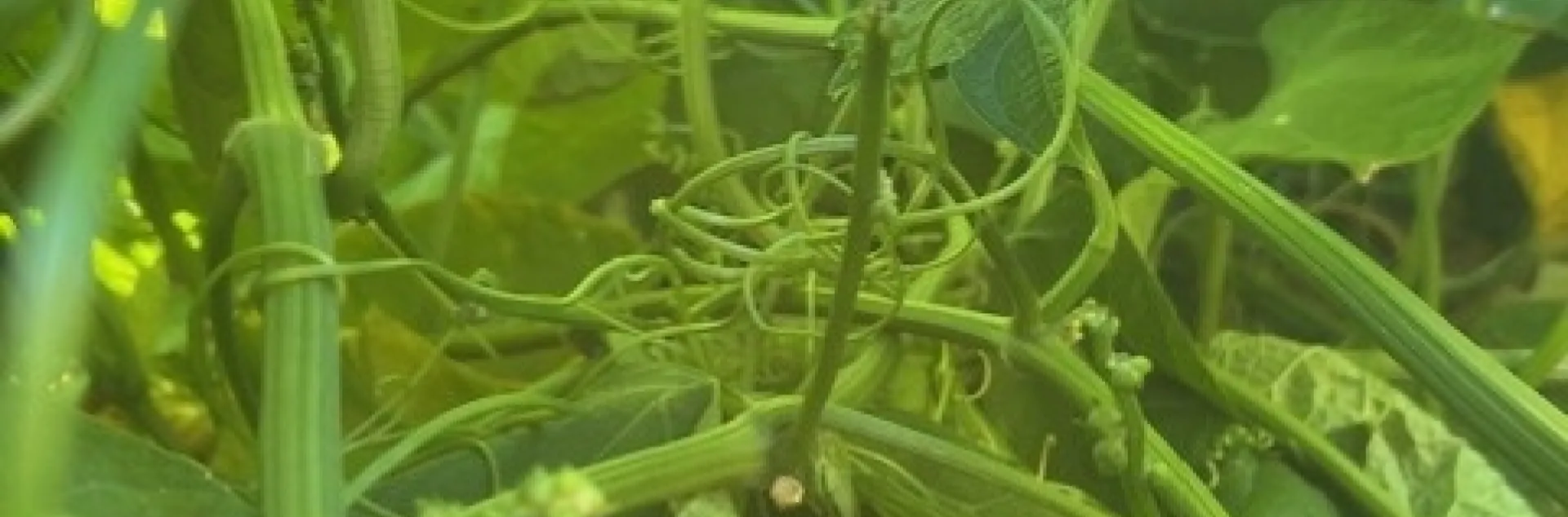 Chayote plant. photos by Elvie Deleon