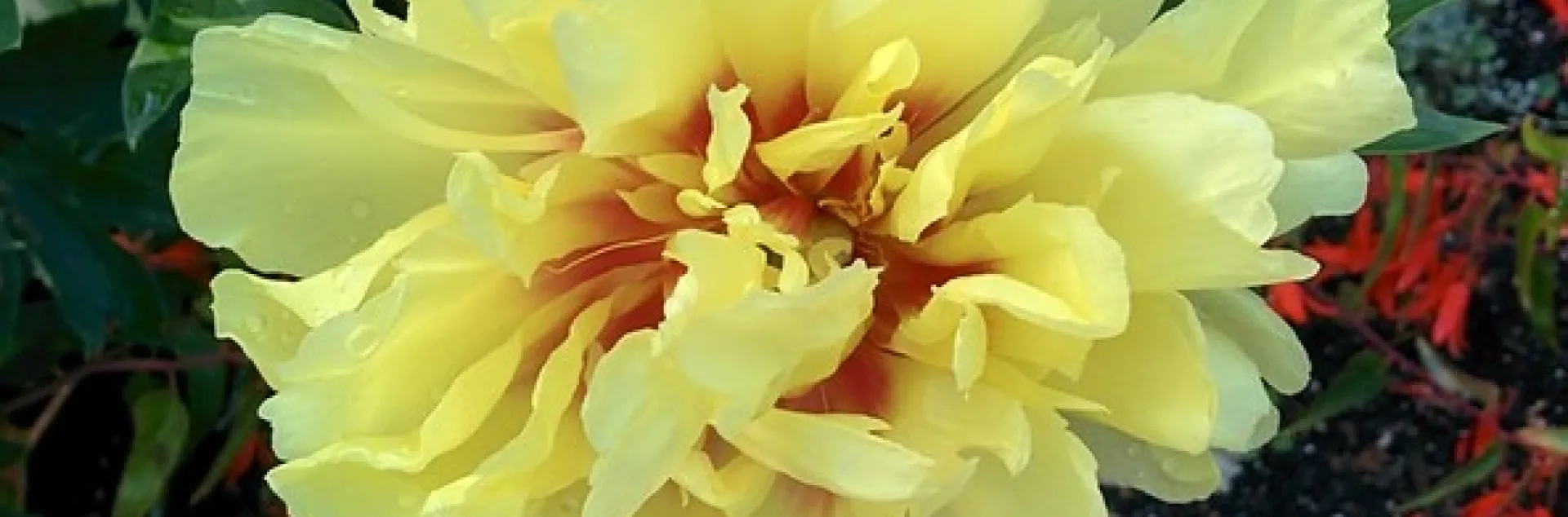 'Bartzella' Itoh peony by john_pittman is licensed under CC BY-NC-SA 2.0.
