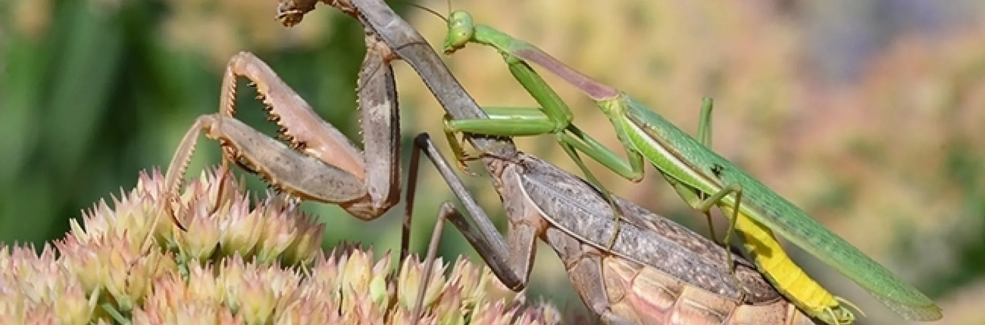 Male (top) and female praying mantises, Stagmomantis limbata, in a Vacaville garden. (Photo by Kathy Keatley Garvey)