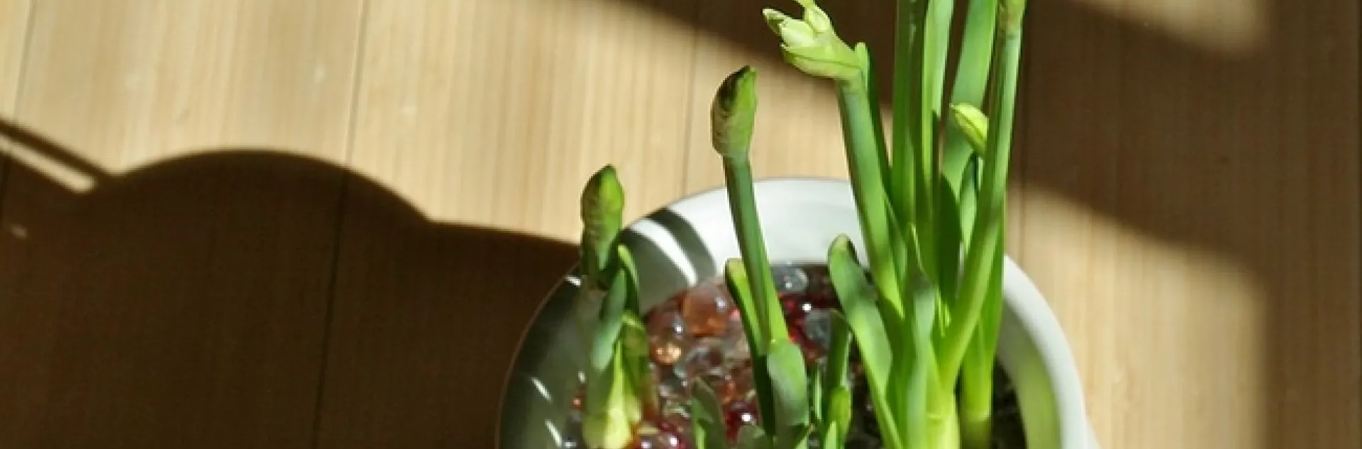 They bloomed! by briannaorg is licensed under CC BY 2.0.