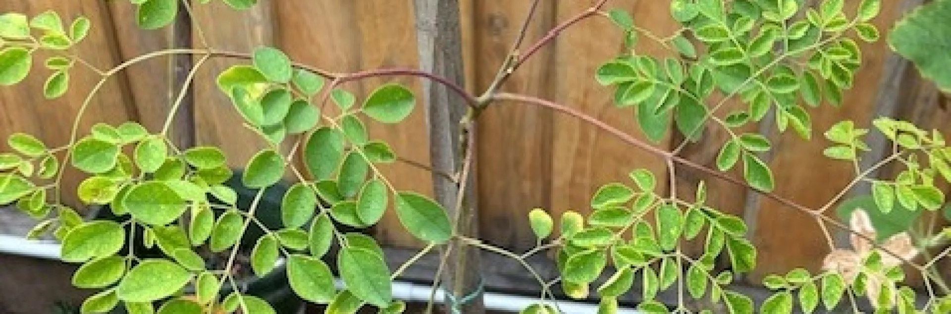 photos by Elvira Deleon