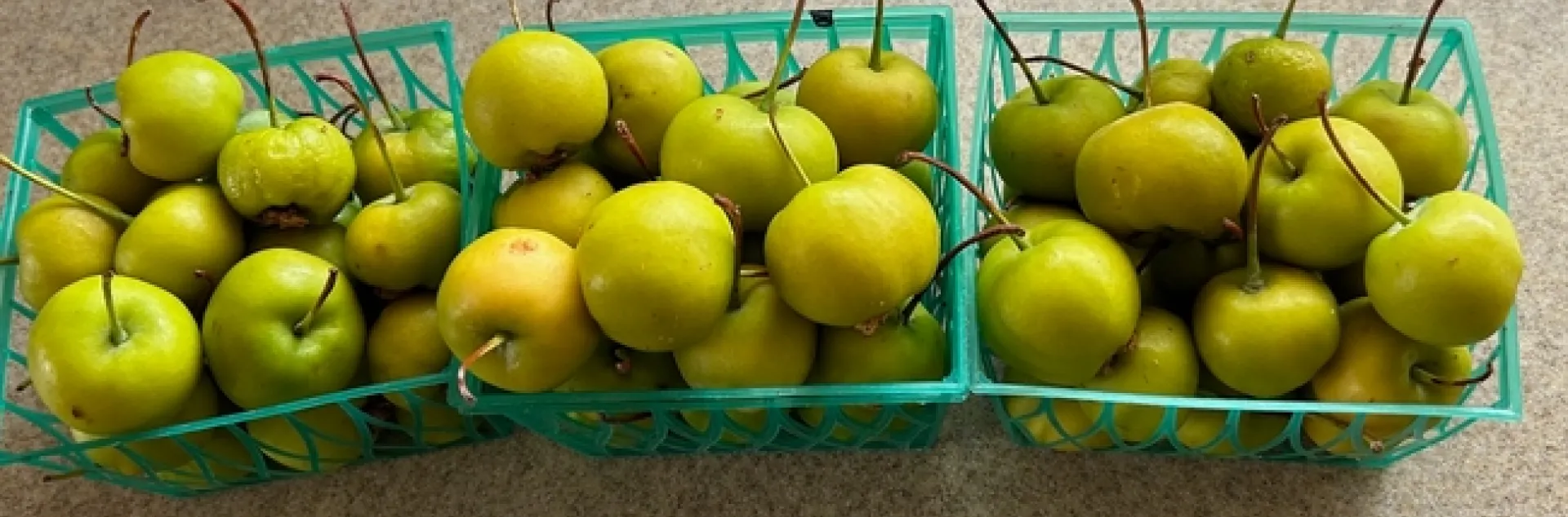 Crabapple harvest. Photos by Karen Metz