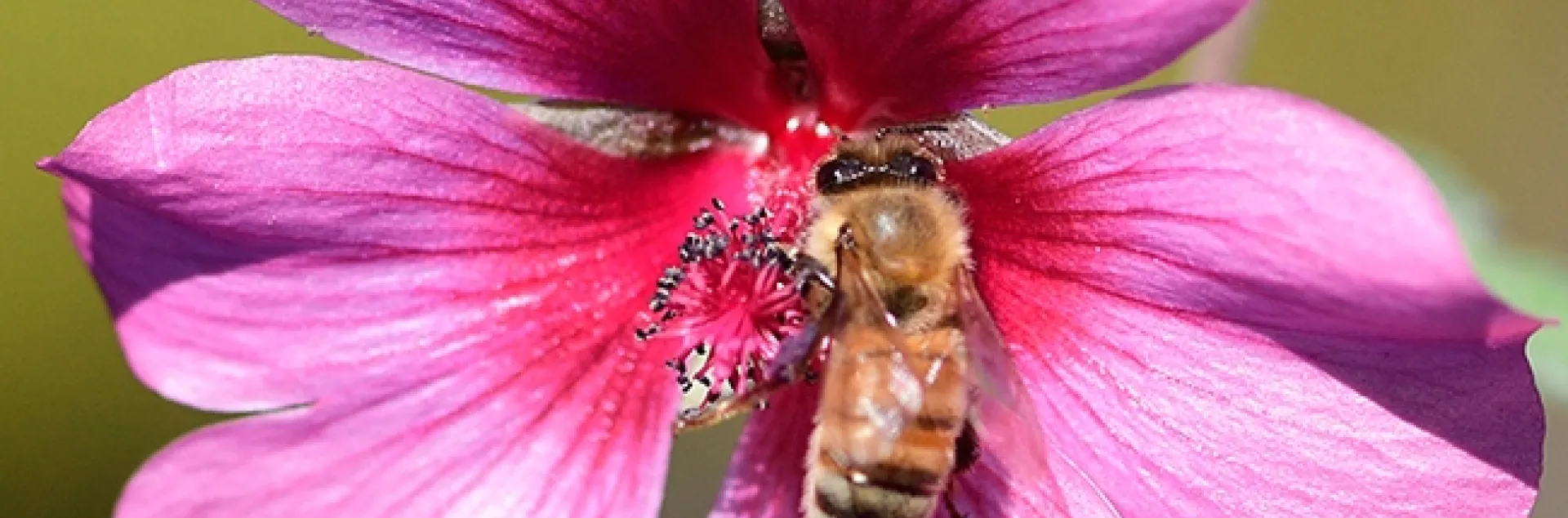 A honey bee today (Dec. 5) forms the centerpiece of a mallow, Anisodontea sp. "Strybing Beauty." (Photo by Kathy Keatley Garvey)