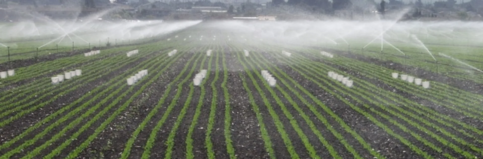 Evaluating the uniformity of an irrigation system can determine if water is being applied efficiently