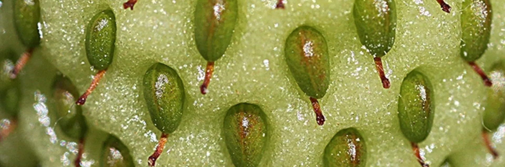 Close-up of seeds in an unripened strawberry. (Photo by Kathy Keatley Garvey)
