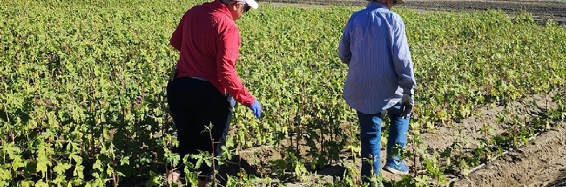 Volunteers harvesting okra