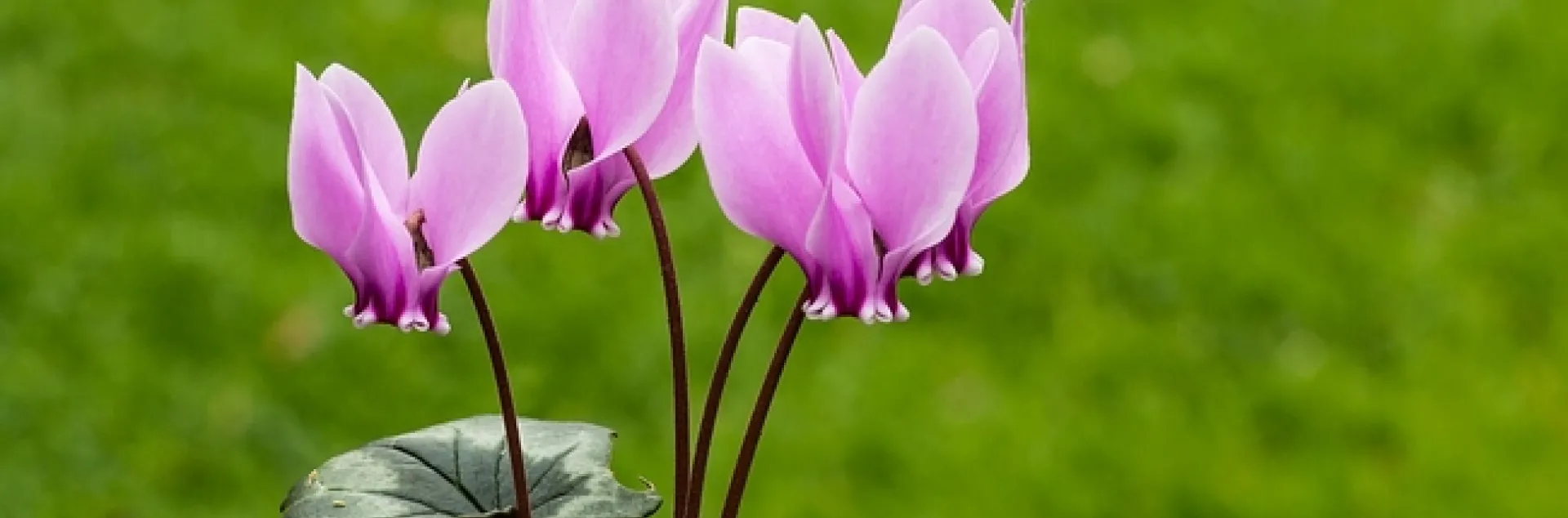 Light pint cyclamen blooming