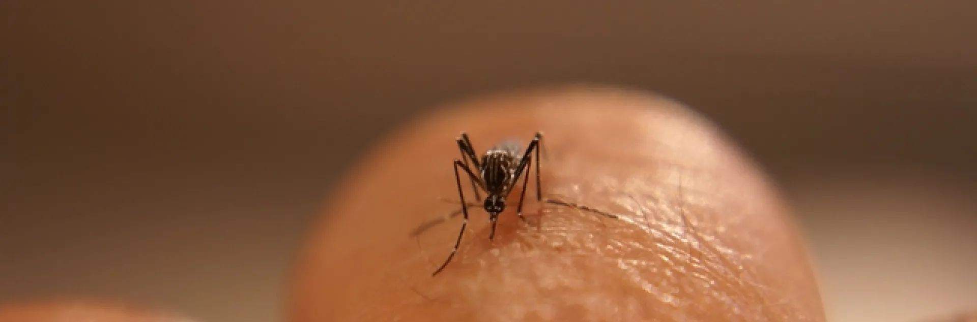 Aedes aegypti mosquitos, originally from Africa, are a nuisance in Fresno County. (Photo: Jodi Holeman, Consolidated Mosquito Abatement District.)