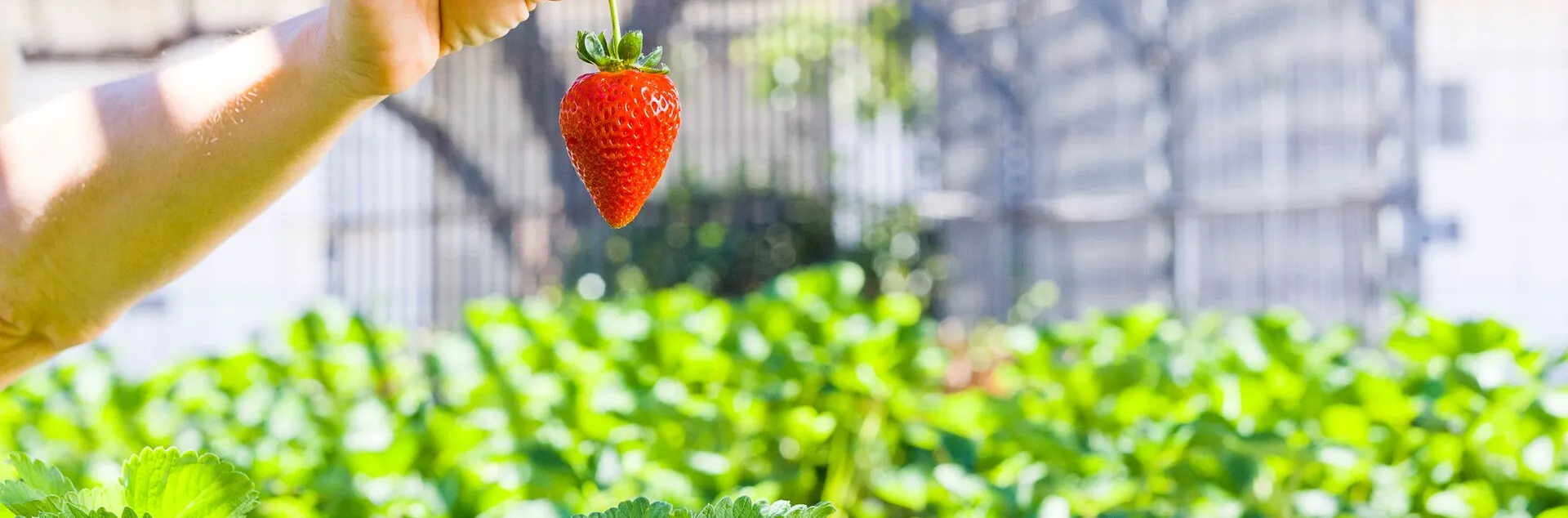 Strawberry held up high