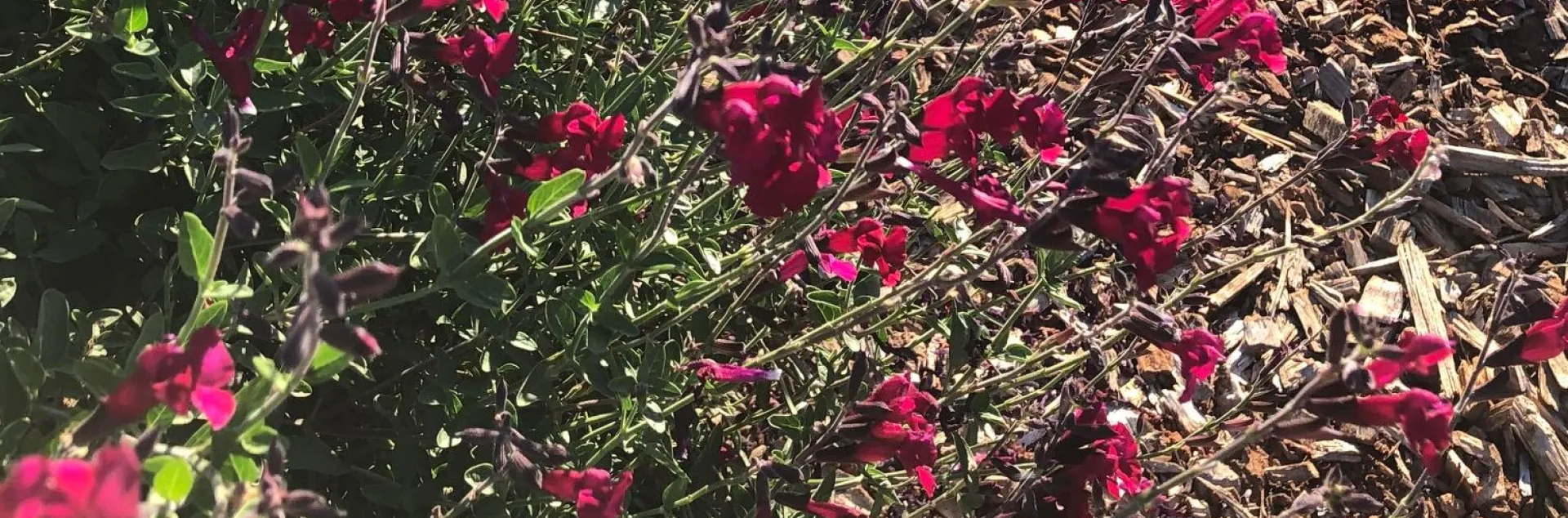 Salvia greggii. Ellen Michels