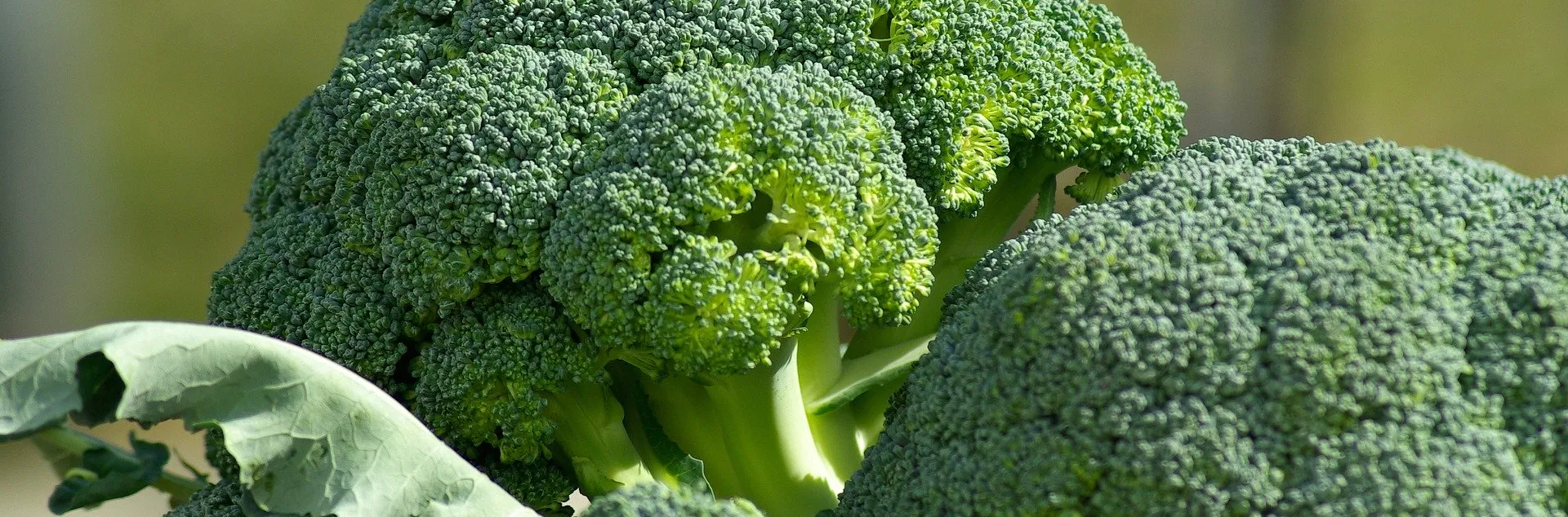 Heads of Broccoli