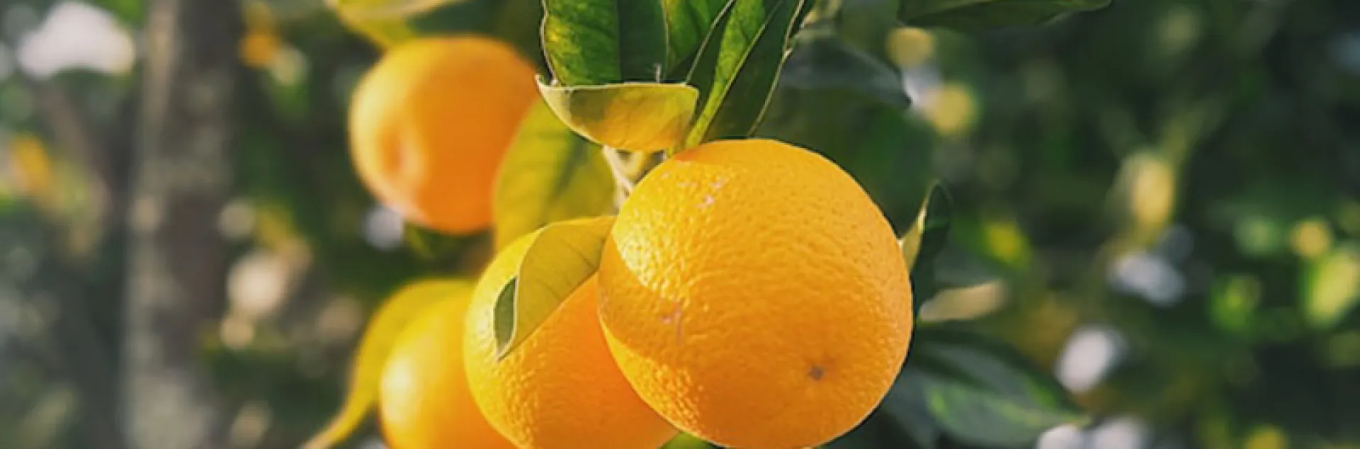 citrus tree