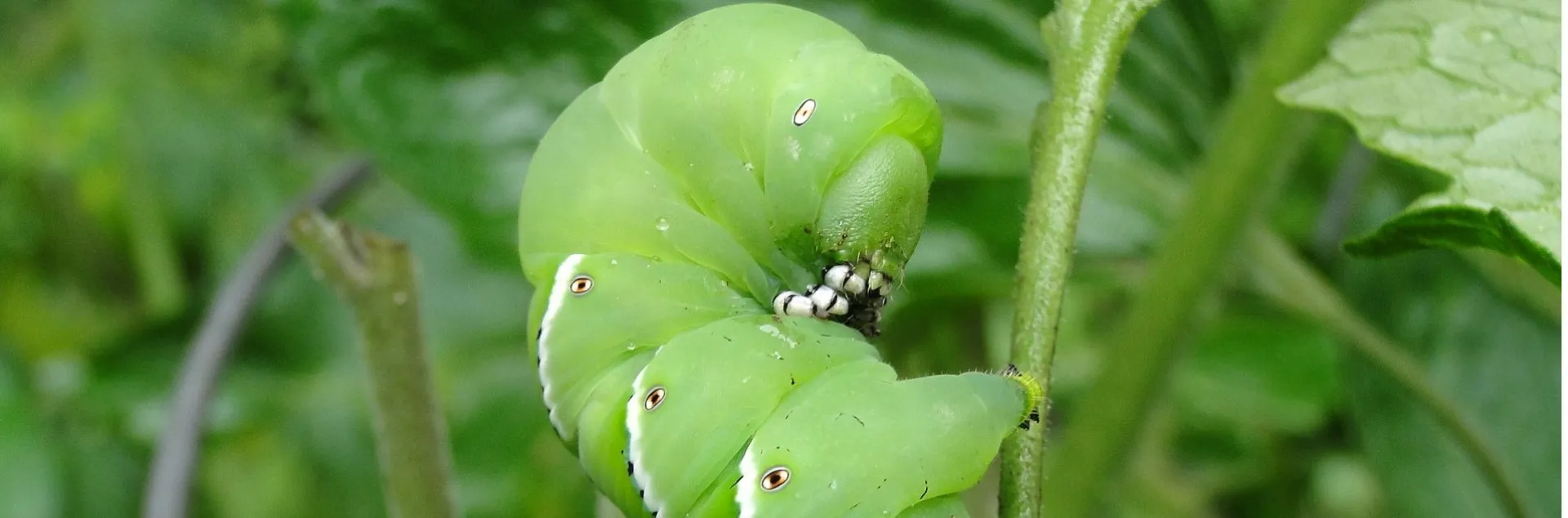Horn Worm on a tomato plant