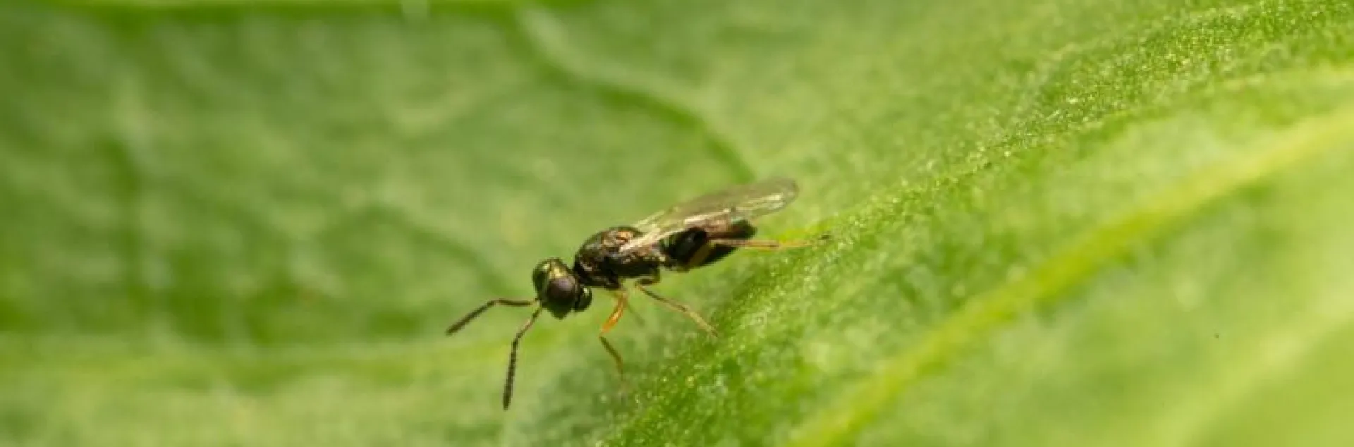 Tiny wasp on celery leaf