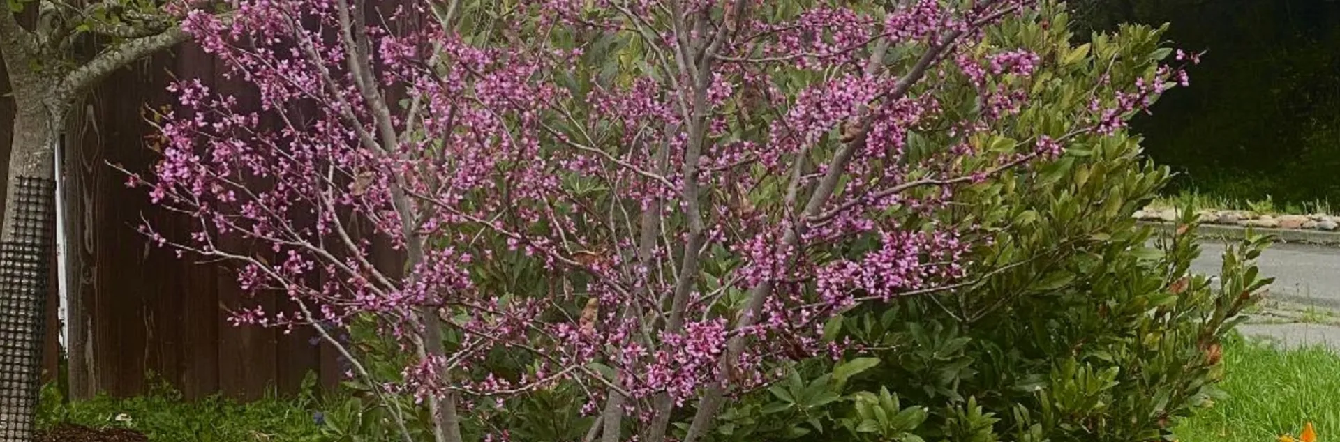 Native trees and large shrubs for the home garden