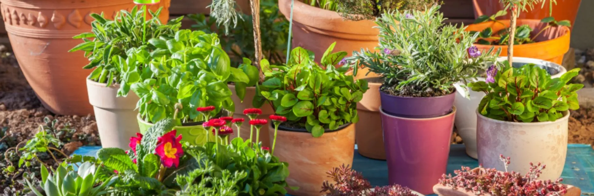 Small space container gardening