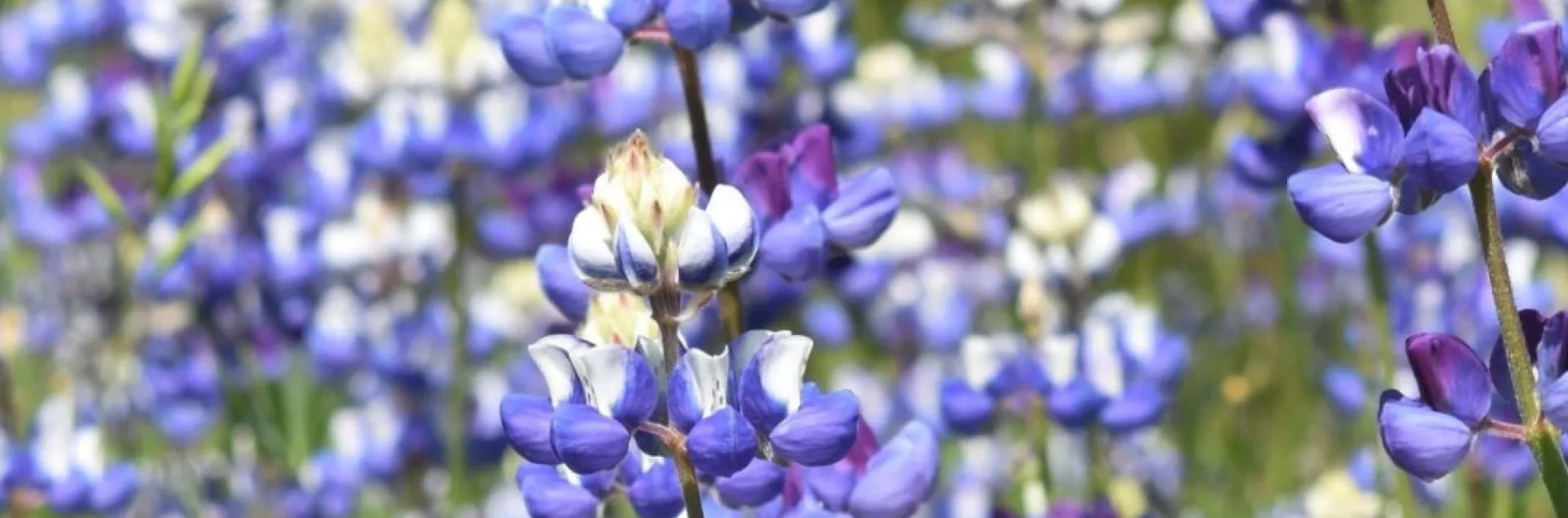 Wildflowers of Sonoma County Backroads
