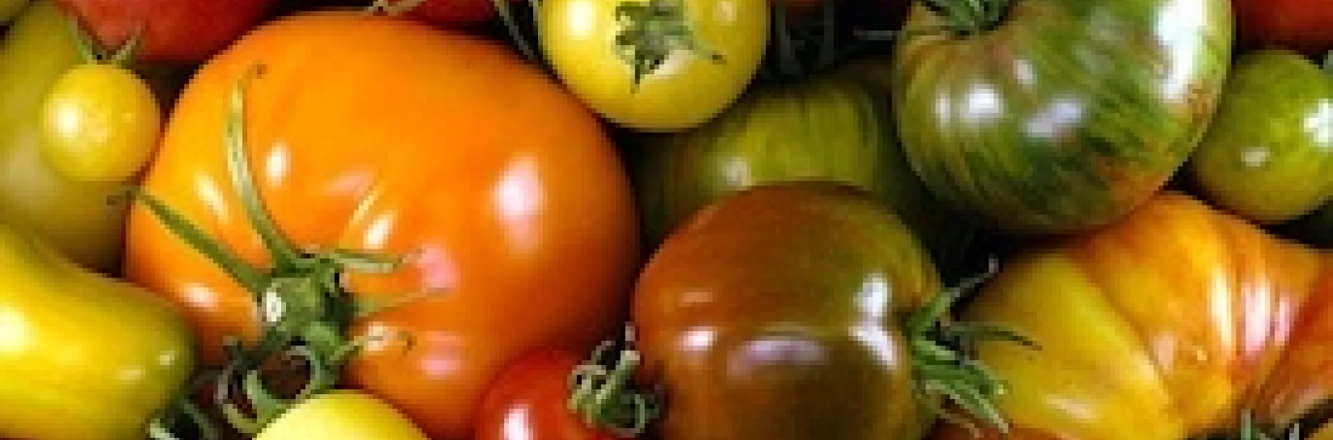 tomatoes