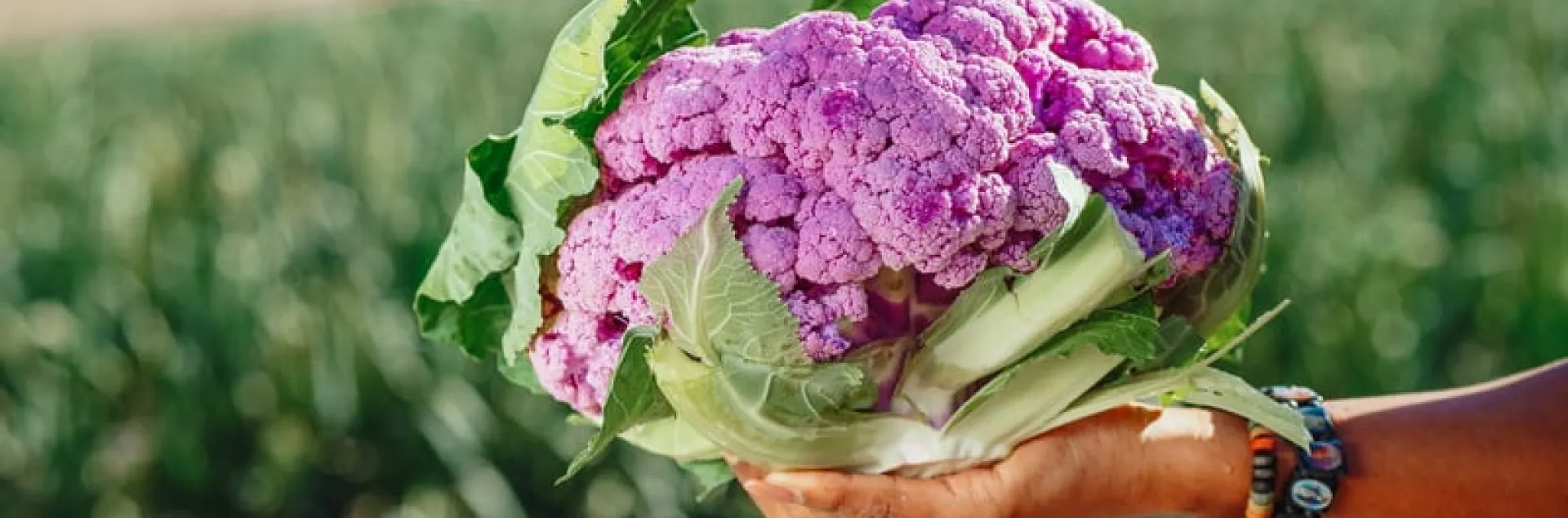 Purple cauliflower